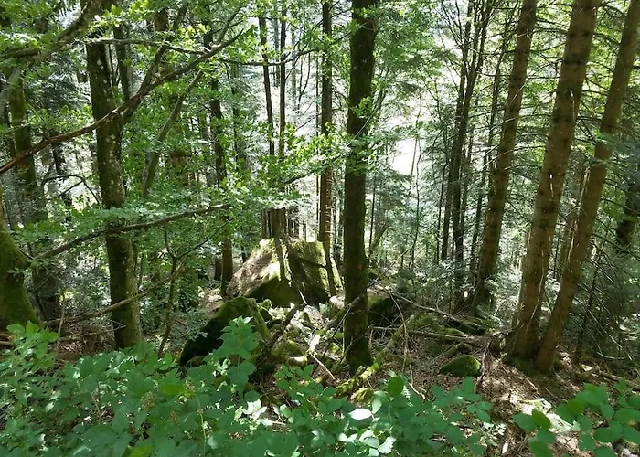 Appartement Studio Bussang Bussang